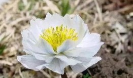 谁爆料的雪莲好吃呀视频,跟随“谁爆料的雪莲好吃呀”视频探寻舌尖上的奇珍